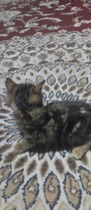 мушук сотлади. срочна