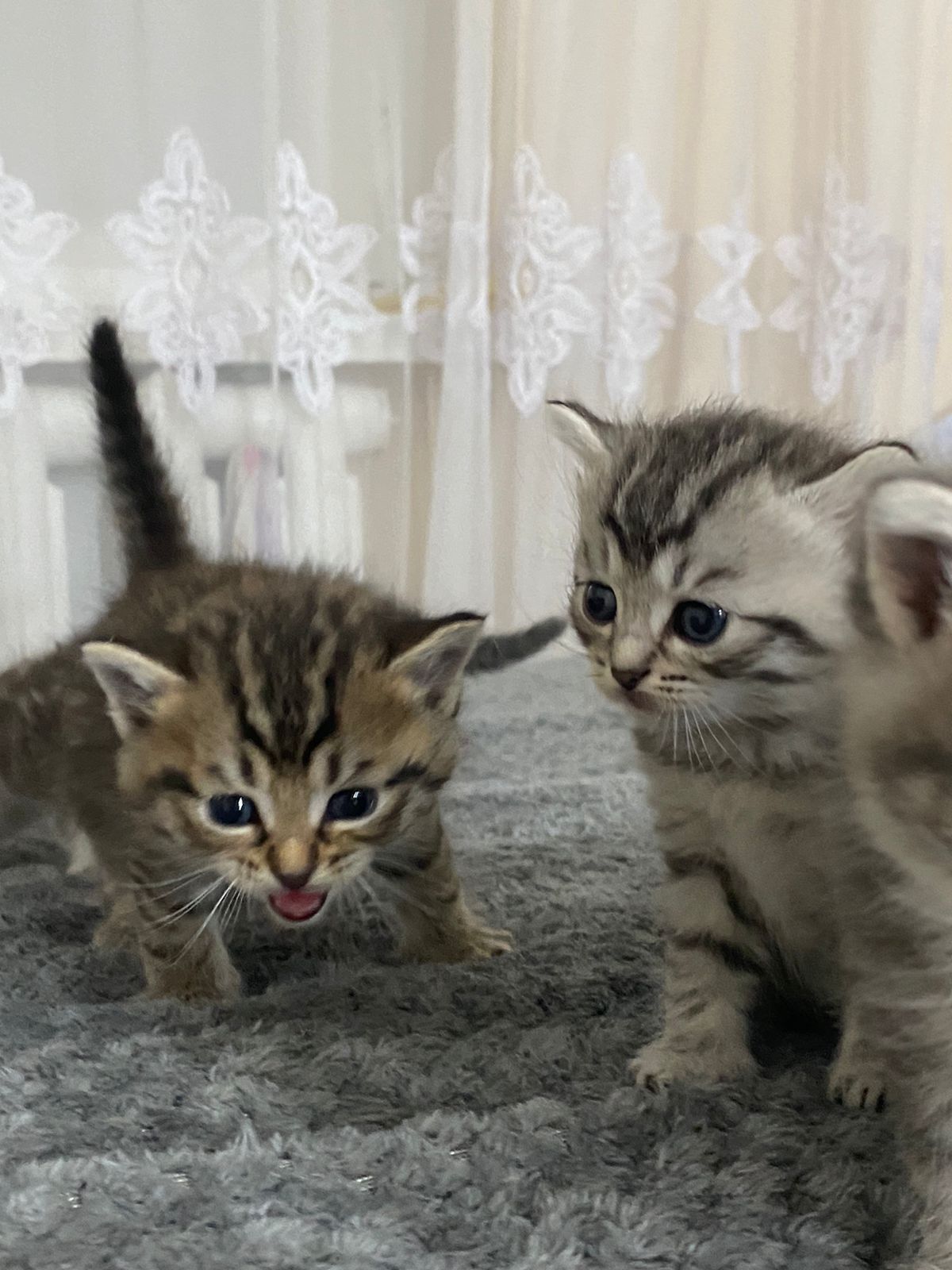 котенеи шотланские