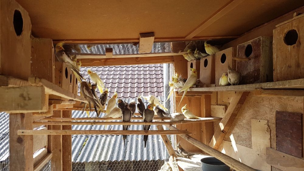 Vand papagali Nimfa.