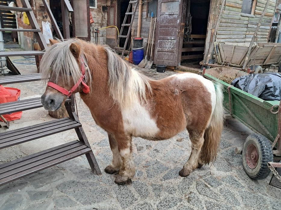 Ponei armăsar  de vânzare, cuminte, învățat cu copiii .
Preț 3000 lei