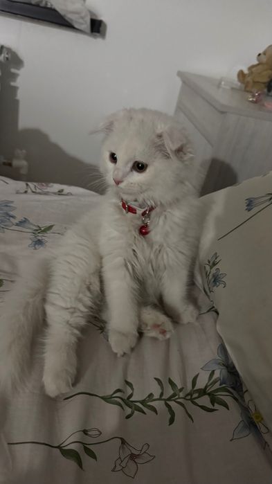 Скотиш фолд, кошка