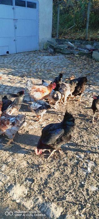 Домашно гледани петли