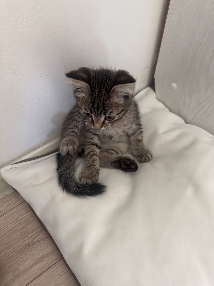 Отдам даром котенка