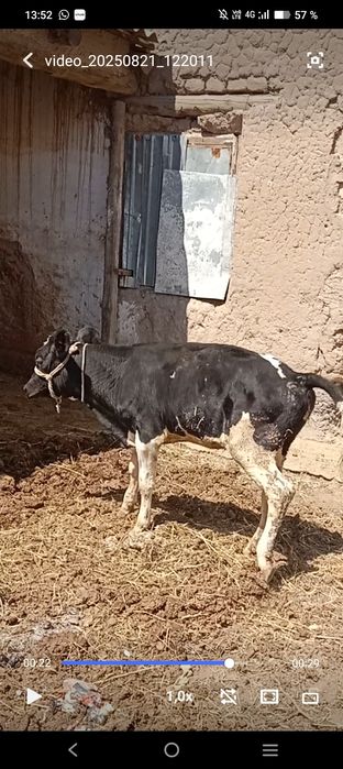 Ұрғашы бұзау және ешкілер  сатылады.