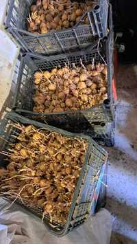 Продавам картофи за сеитба/семе/собствено производство.