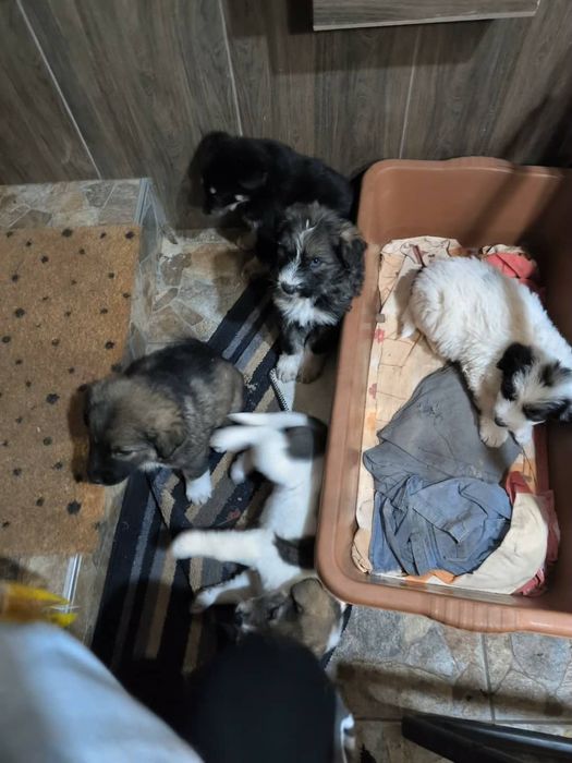 Подарявам кученца в Старо село