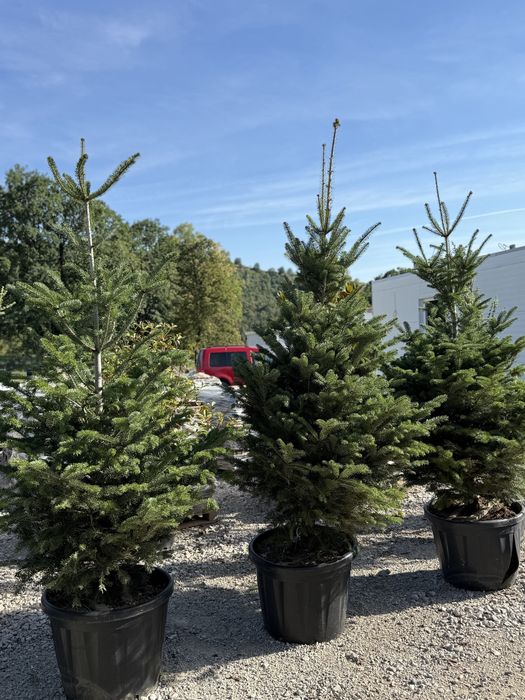 Vand brazi crescuti la ghiveci