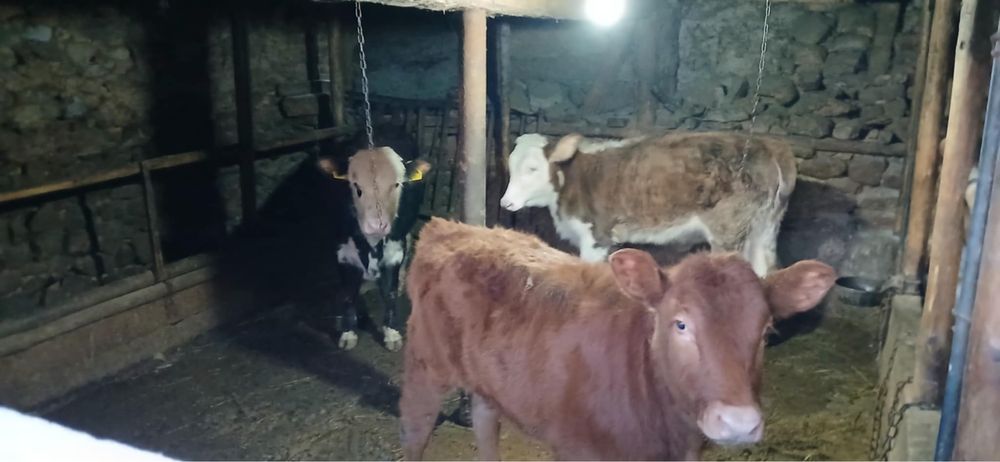 Продавам мъжки телета