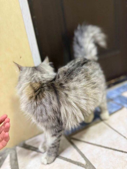 Zotdor Turk angorasi 
7 oylik ogil Bola
Ogir bosiq
Latok