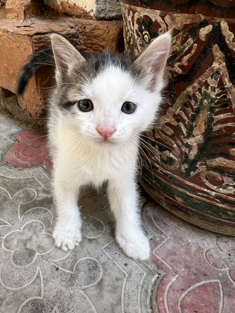 Отдам котят на добрые руки