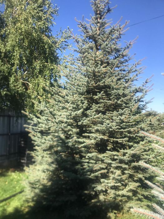 Продам Елки голубые и зелёные.Самовывоэ.