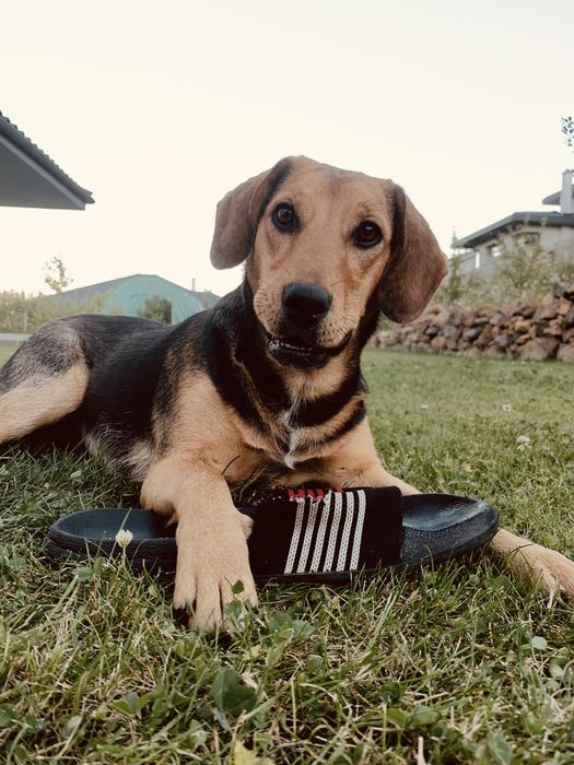 Donez doua cateluse, Nala si Lola.