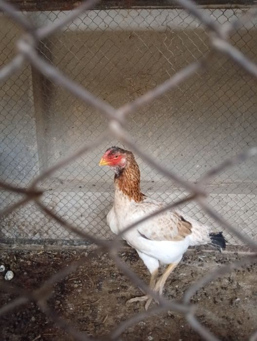 Dakan tovuq 350.000 boʻlishi