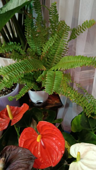 Большой выбор цветов .