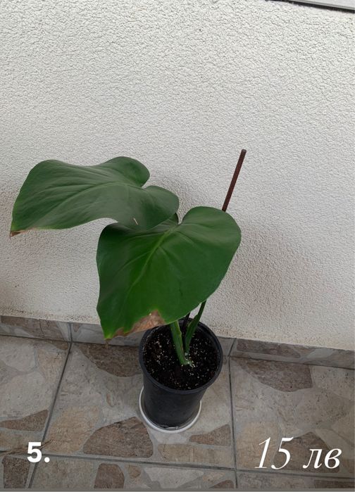 Монстера (Monstera Deliciosa)