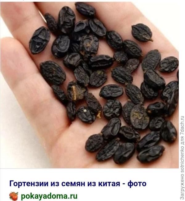 Семена гортензии