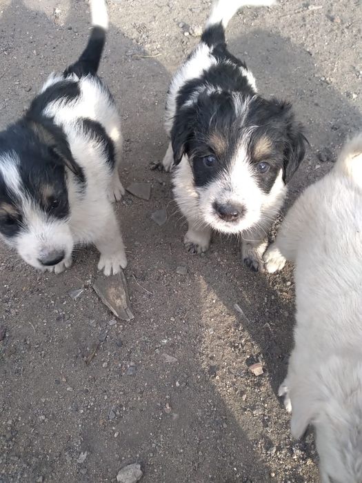 Отдам щенков в добрые руки