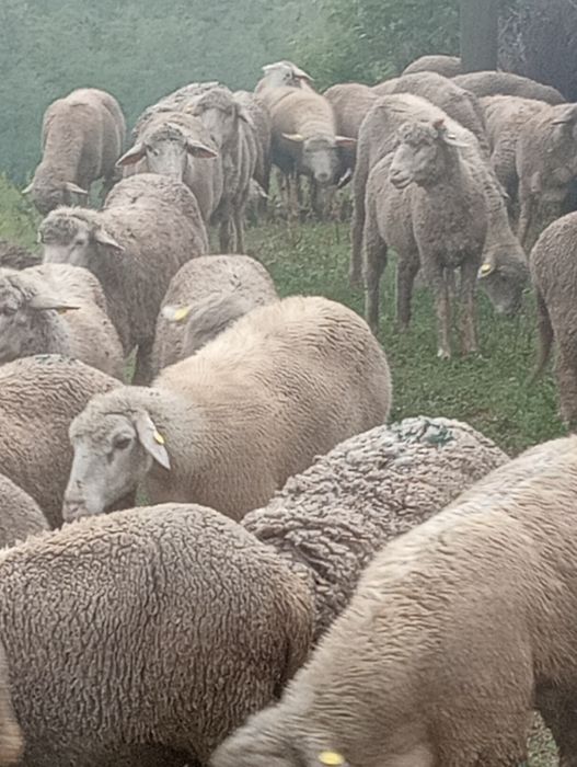 Vând oi,capre,berbeci și țapi.