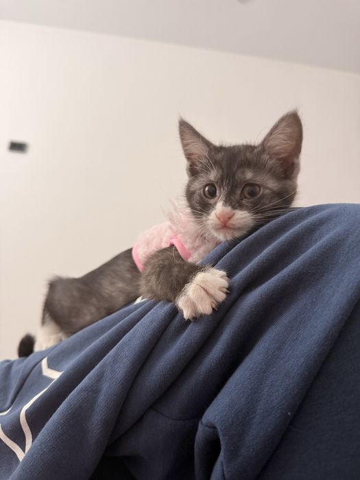 котенок.