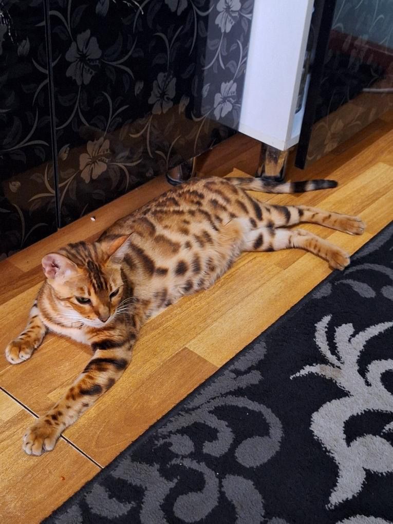 Bengalskiy mushuk