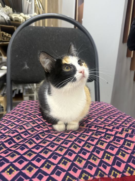 Котенок мальчик в добрве руки