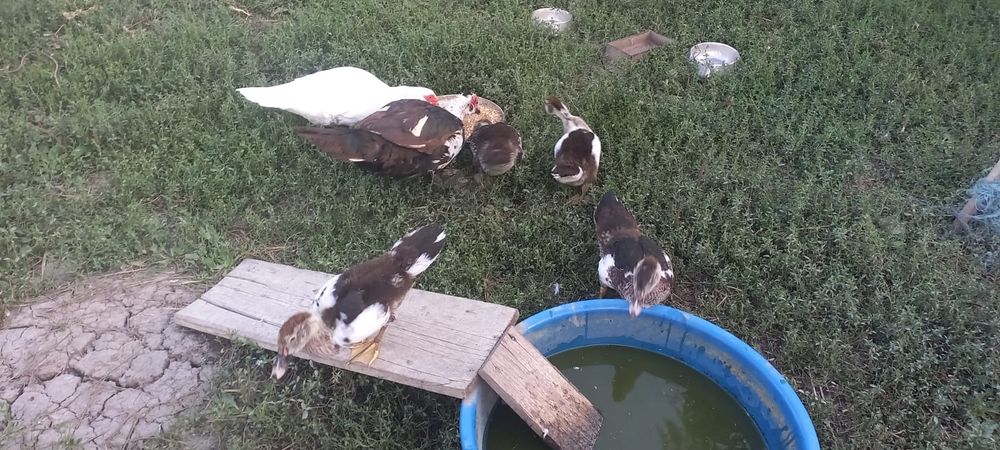 Rațe leșești - mute