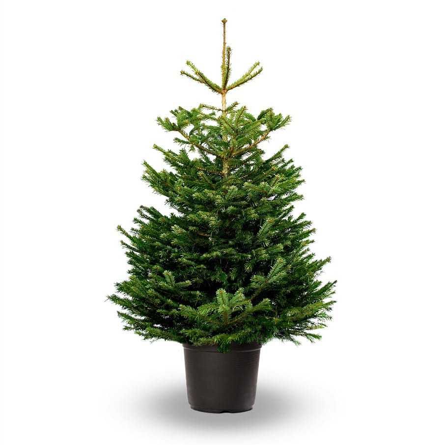 Купить новогоднюю живую елку в горшке елка с корнем в алматы