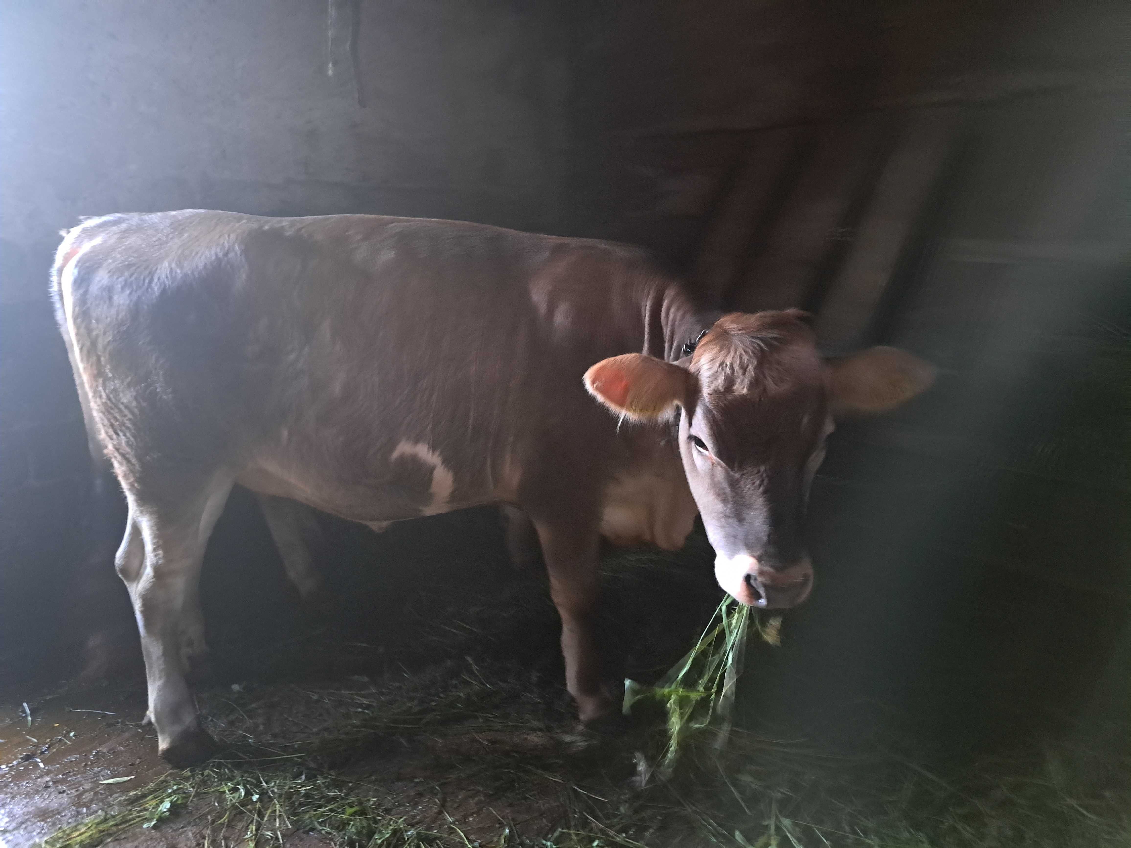 Vând junincă brună de Maramureș