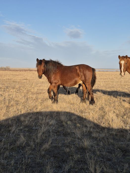 Мугалжар айгыр сатылады немесе айырбас обмен муғалжар айғырына.