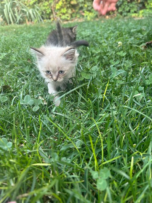 Добрые котята в добрые руки