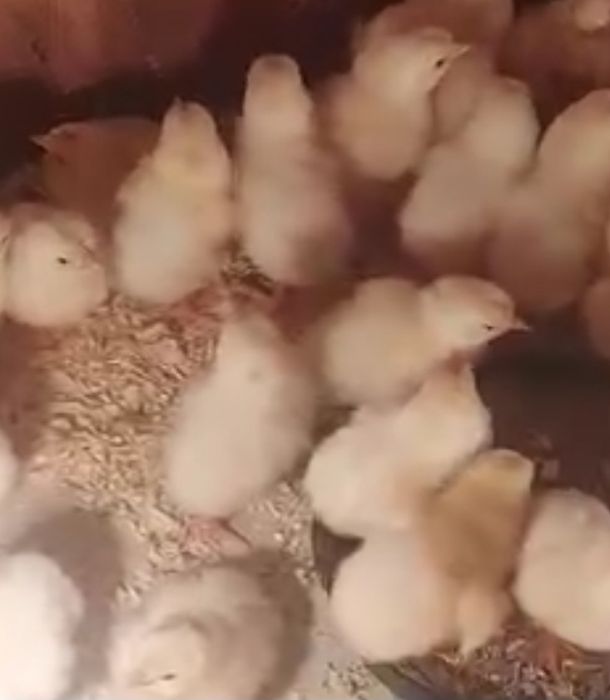 Пилета домашни Легхорн на 15 дена