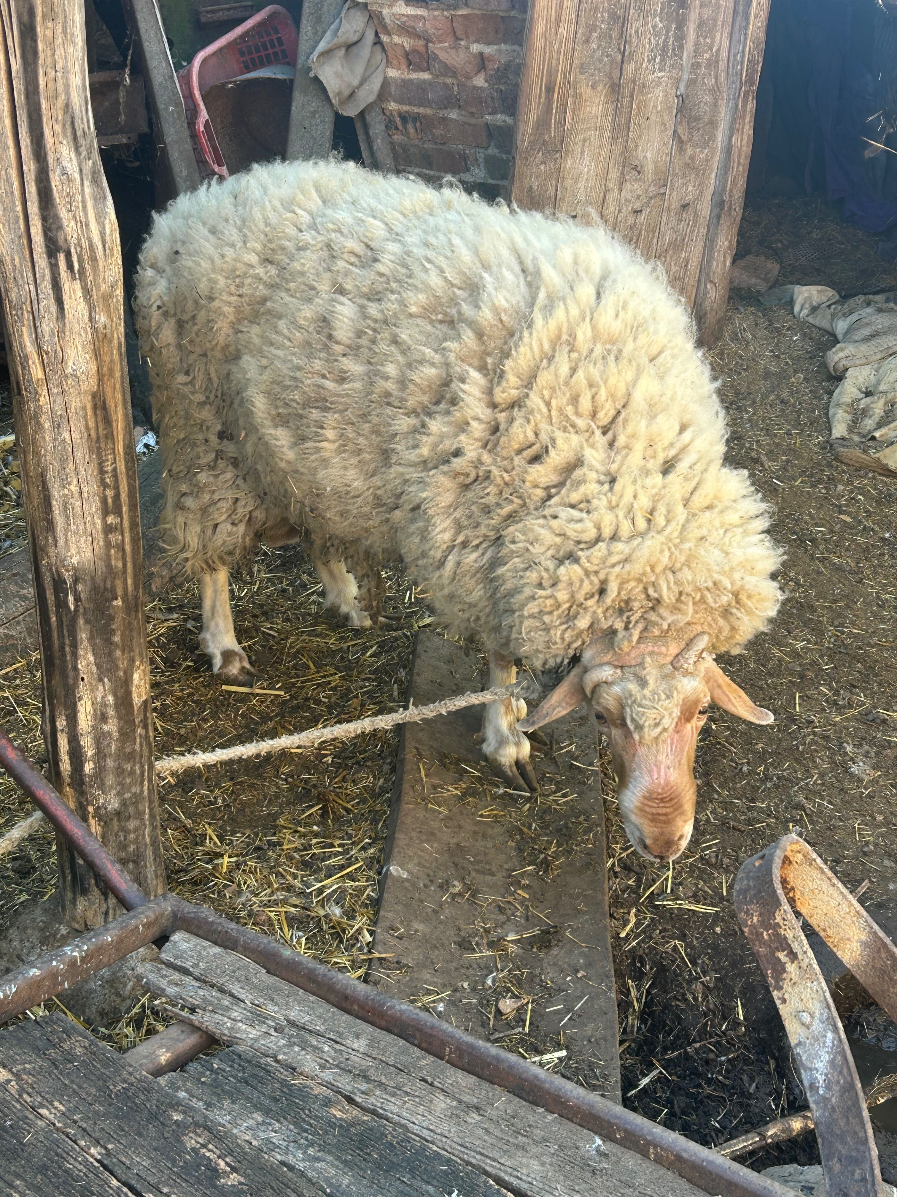 Овена Боби на 4 години