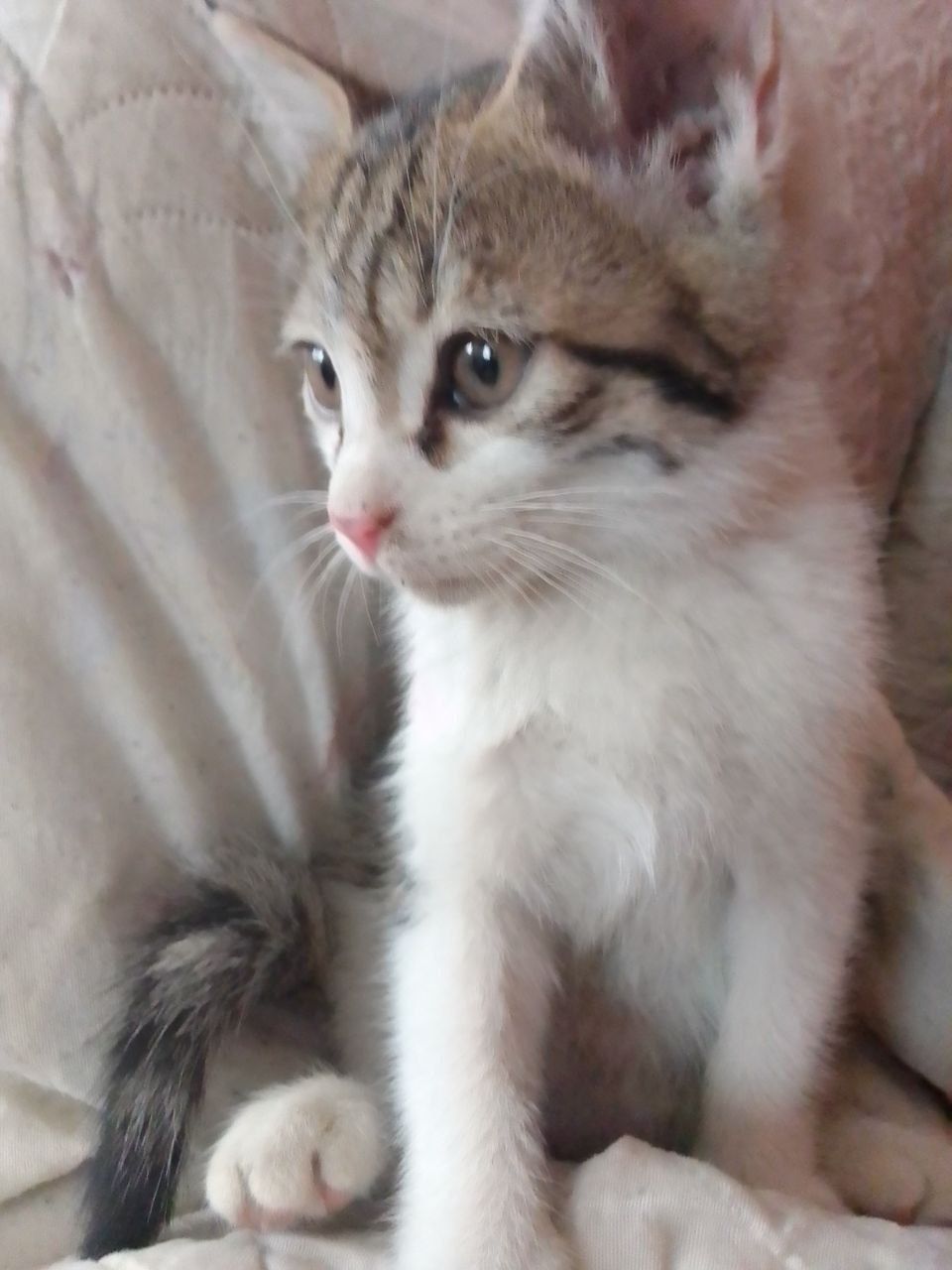 Котёнок ищет дом