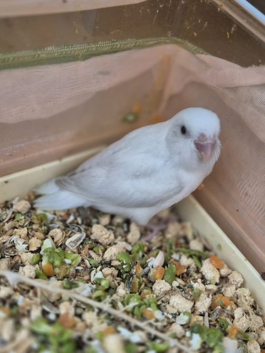 Păsări absolut încântătoare!!! Papagali FORPUS COELESTIS