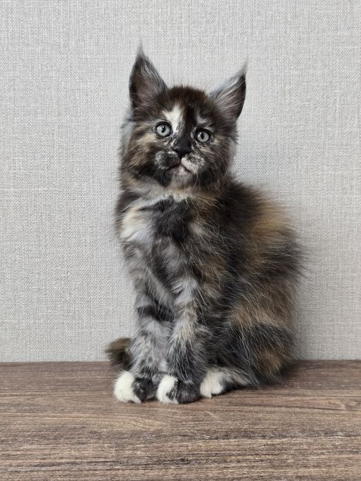 Мейн-кун девочка