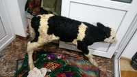 Vind vitel nou nascut baltat rominesc  nascut din vaca mare baltata ro