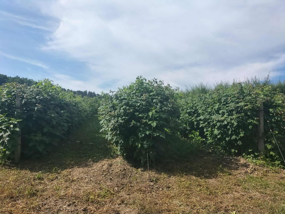 Butasi zmeura Glen Ample