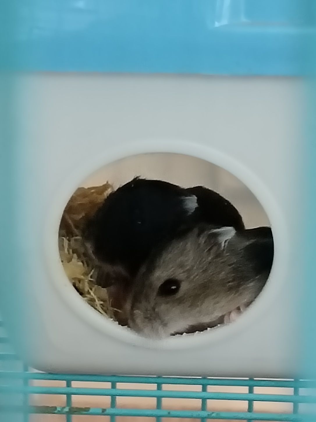 Donez hamsteri negri și gri