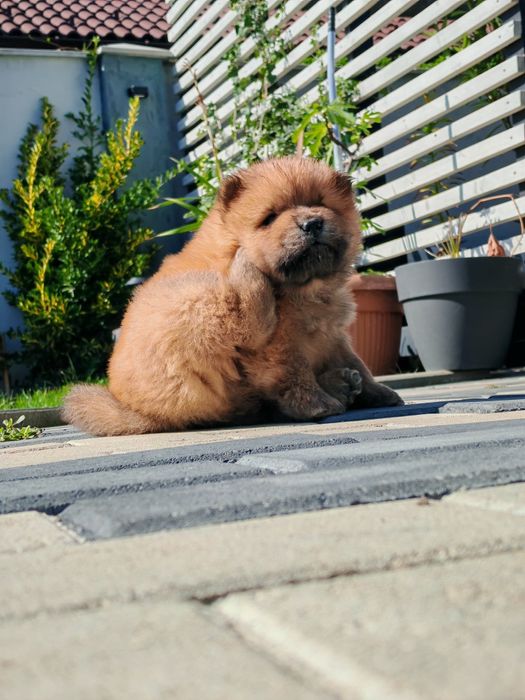 Chowchow 6 saptamani