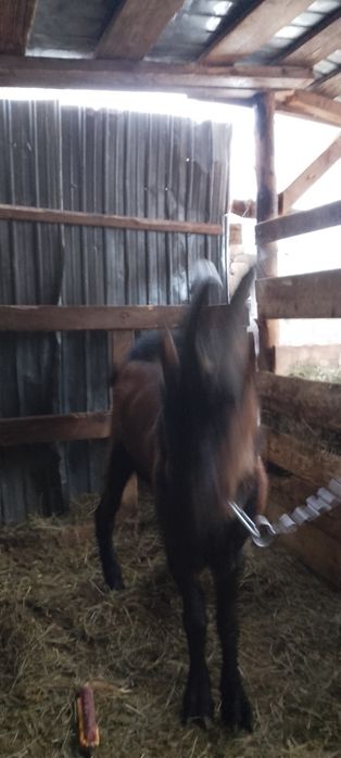 Vînd 2 Țapi alpin francez