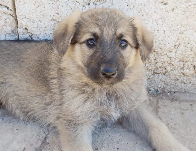 Девочка, послушная