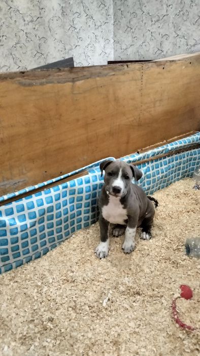 Питбуль американский чистых кровей.