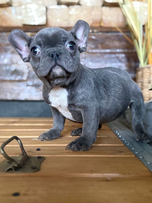 Mascul bulldog francez