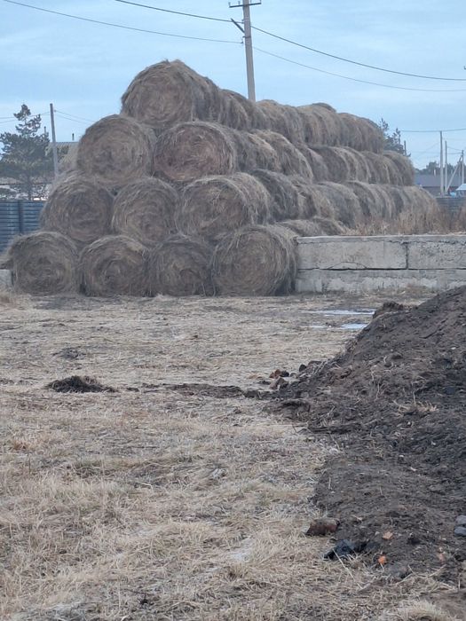 Продам сено этого года.