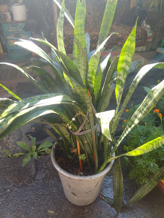 Сансевиерия. Щучий хвост.