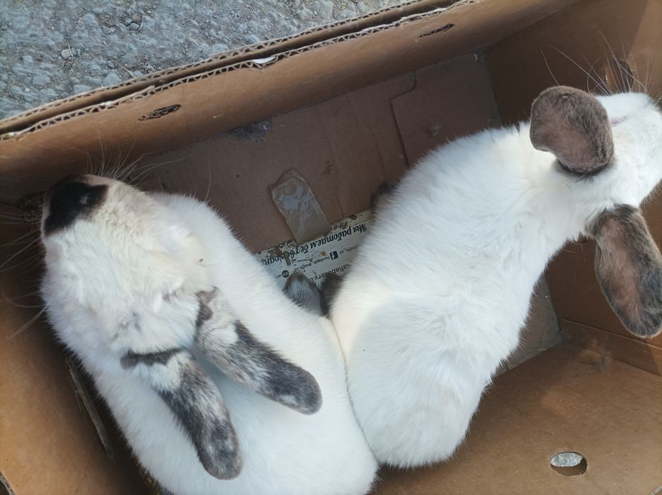 Kaliflar sotiladi 1 para