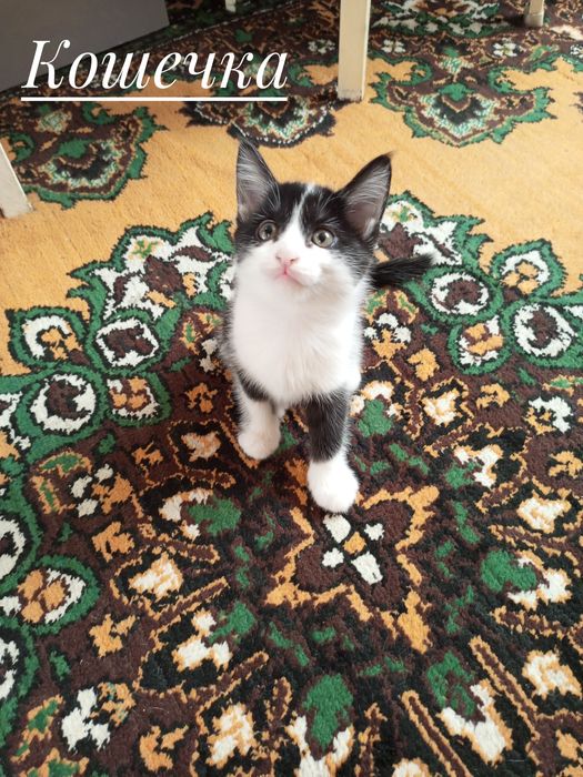 Котята бесплатно