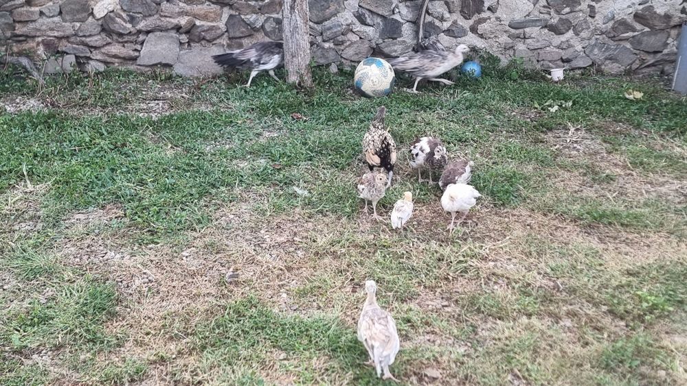 Vând Păuni diferite culori