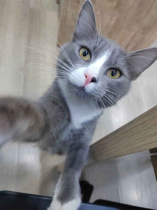 Котенок мальчик. Привит. Имеет паспорт