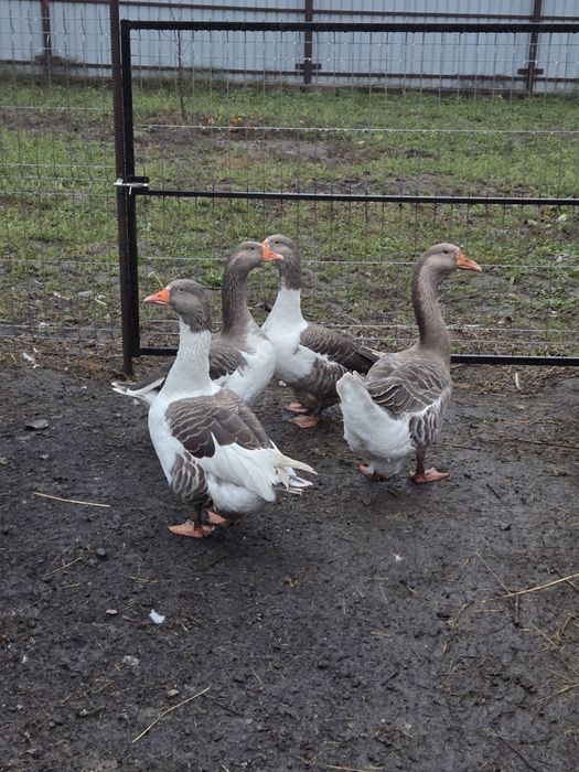 Vand gaste romanesti